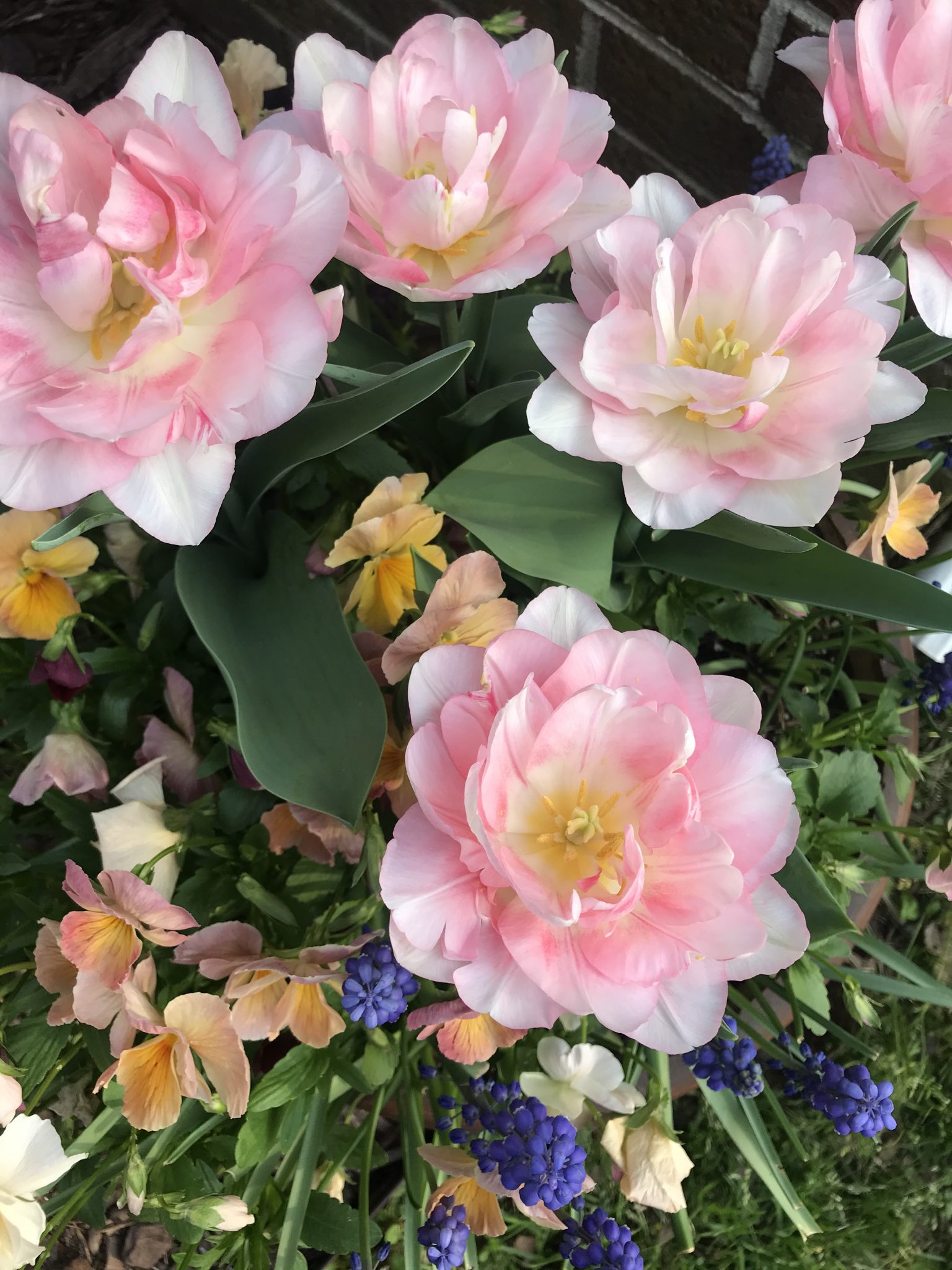 Tulip Angelique Blooms