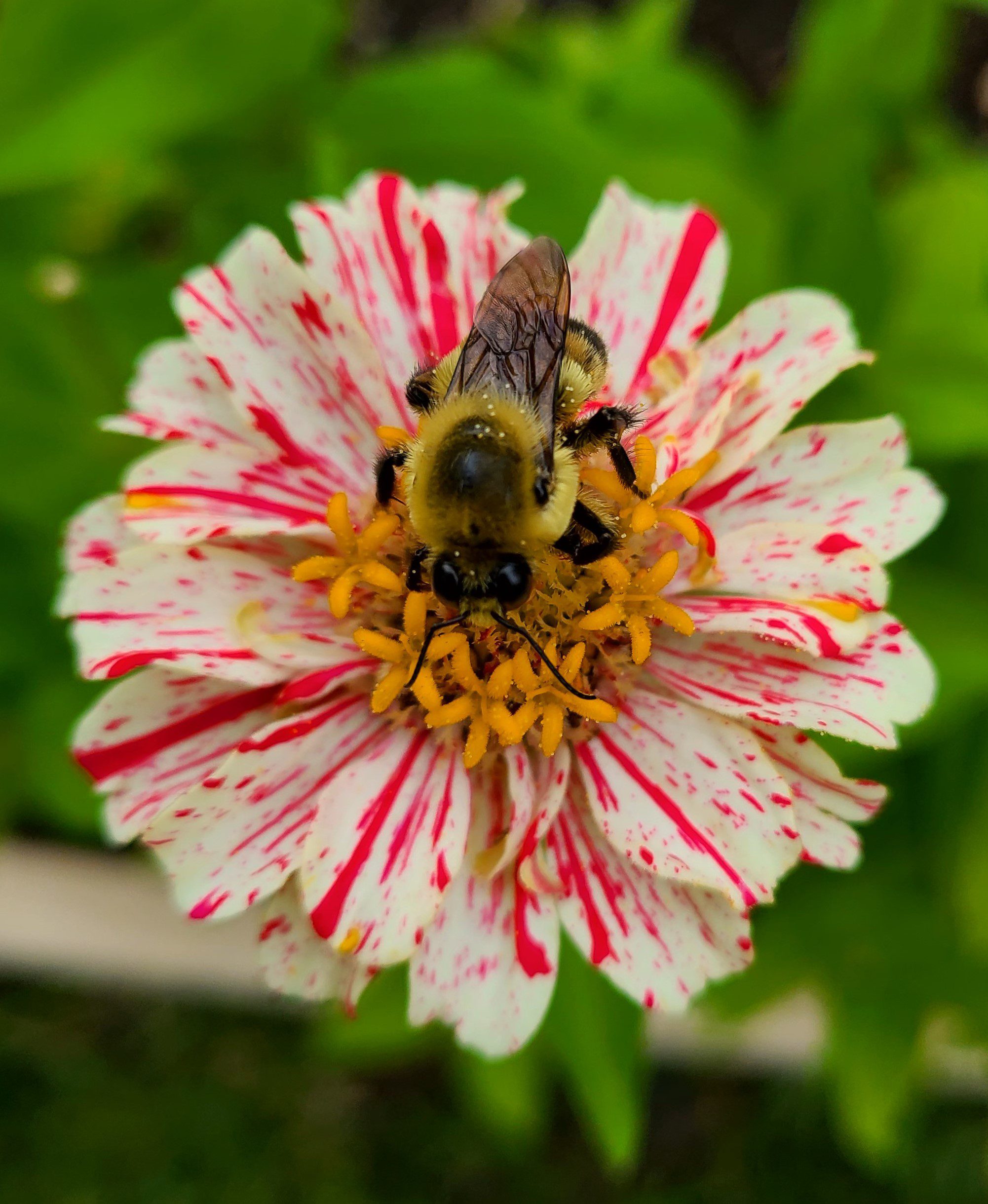 Zinnias attract bees!