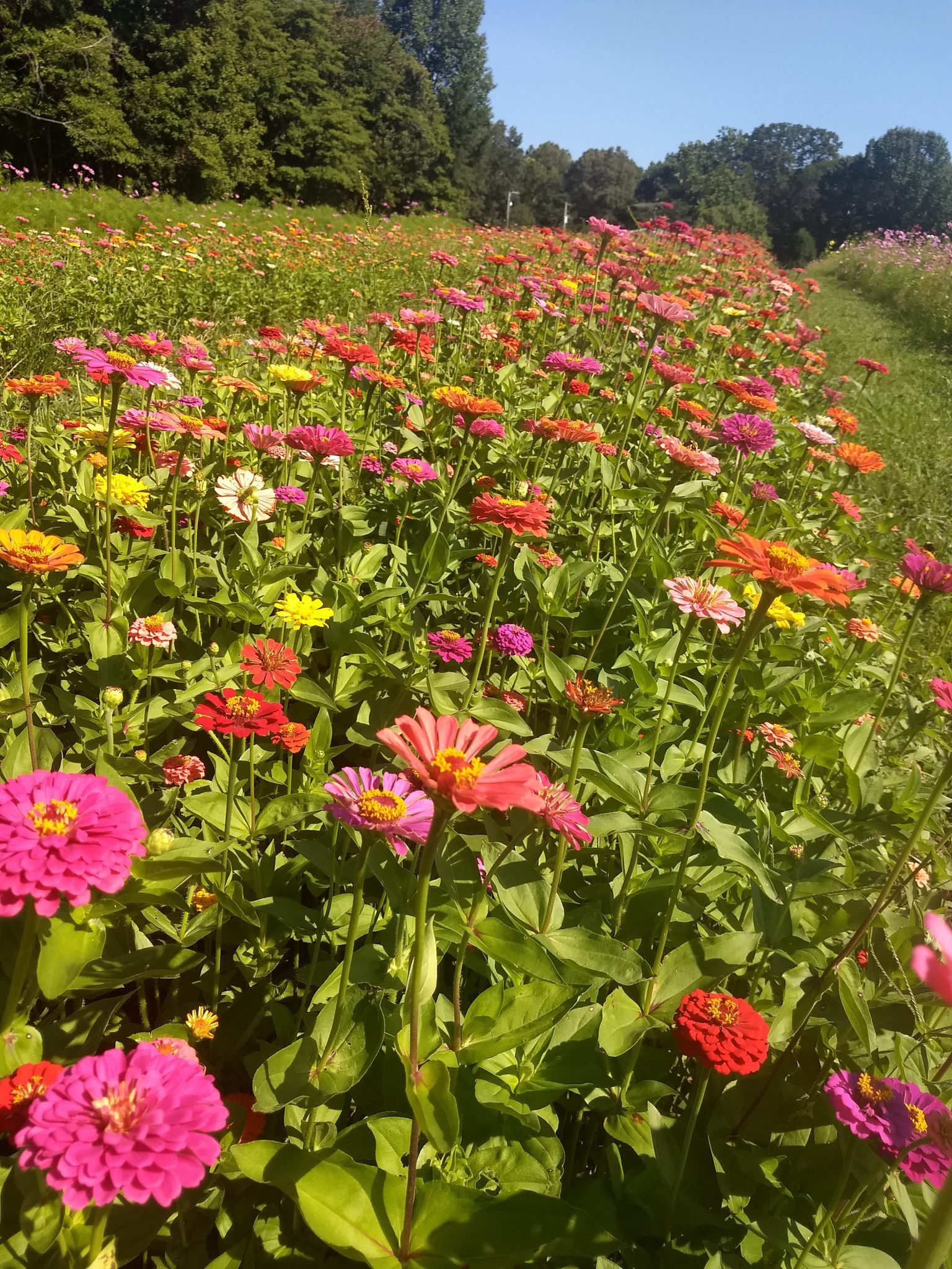 Zinnias Meadow