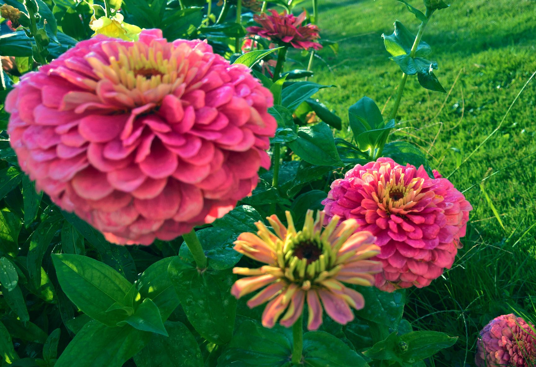 Zinnias