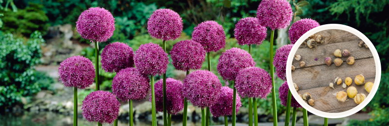 allium blooms with bulbs