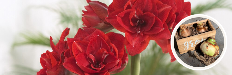 amaryllis blooms with bulbs