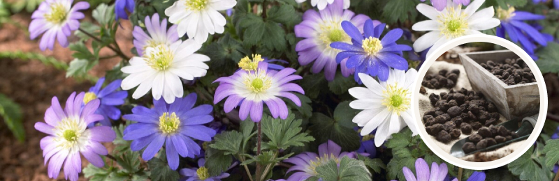 Anemone Blanda Bulbs