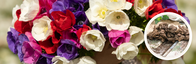 anemone blooms with corms