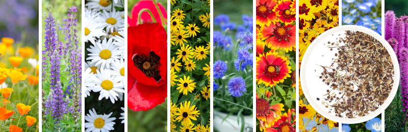 annual and perennial flowers with seeds