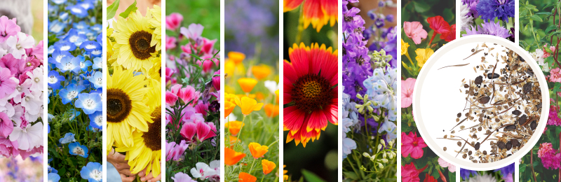 wildflowers with seeds