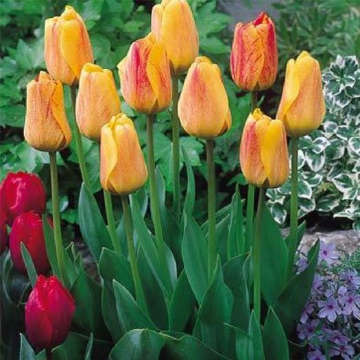 tulip apeldoorn