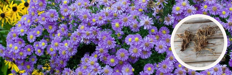 aster blooms with bulbs