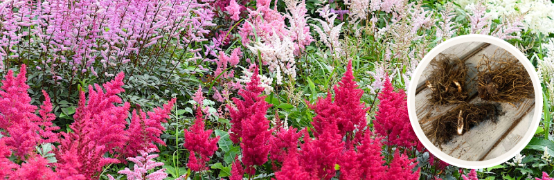 astilbe blooms and roots