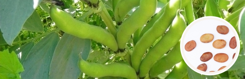 fava beans on plant with seeds