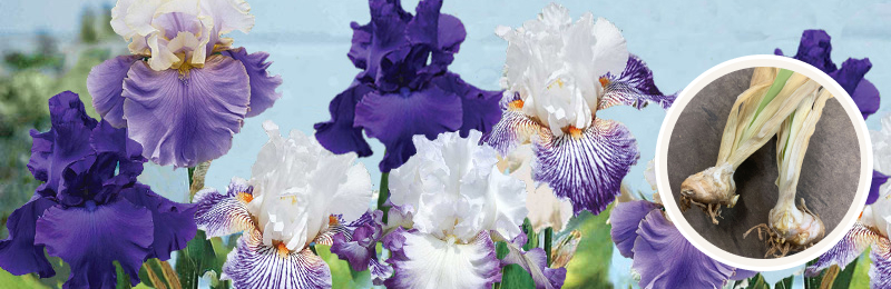 bearded iris blooms with rhizomes