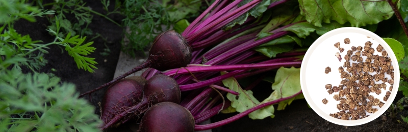 beets with greens and seeds