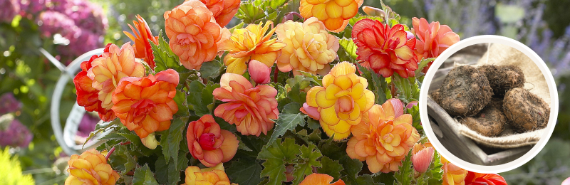 begonia blooms and tubers