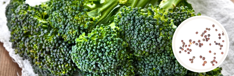 bunch of broccoli on a table with seeds