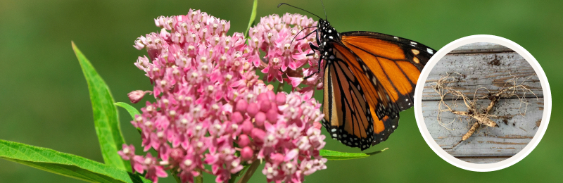 butterfly milkweed blooms with roots