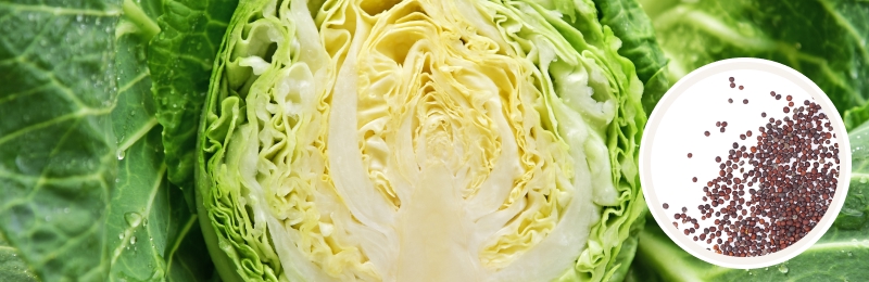 head of cabbage cut open with seeds