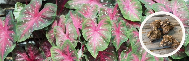 caladium foliage with bulbs