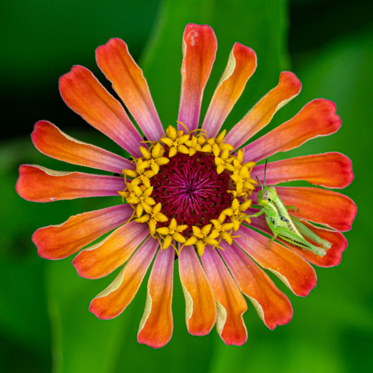 close up of a zinnia flower with grass hopper