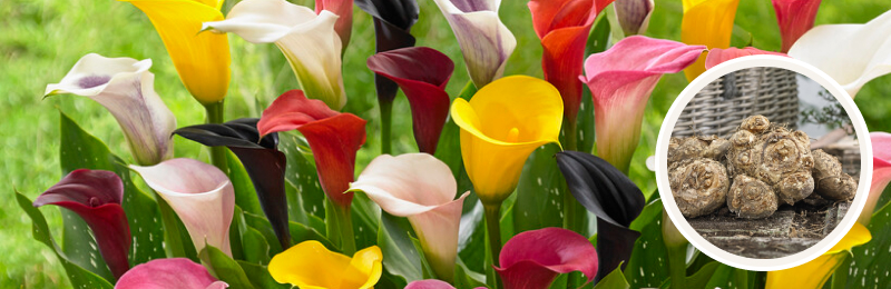 calla lily blooms with bulbs