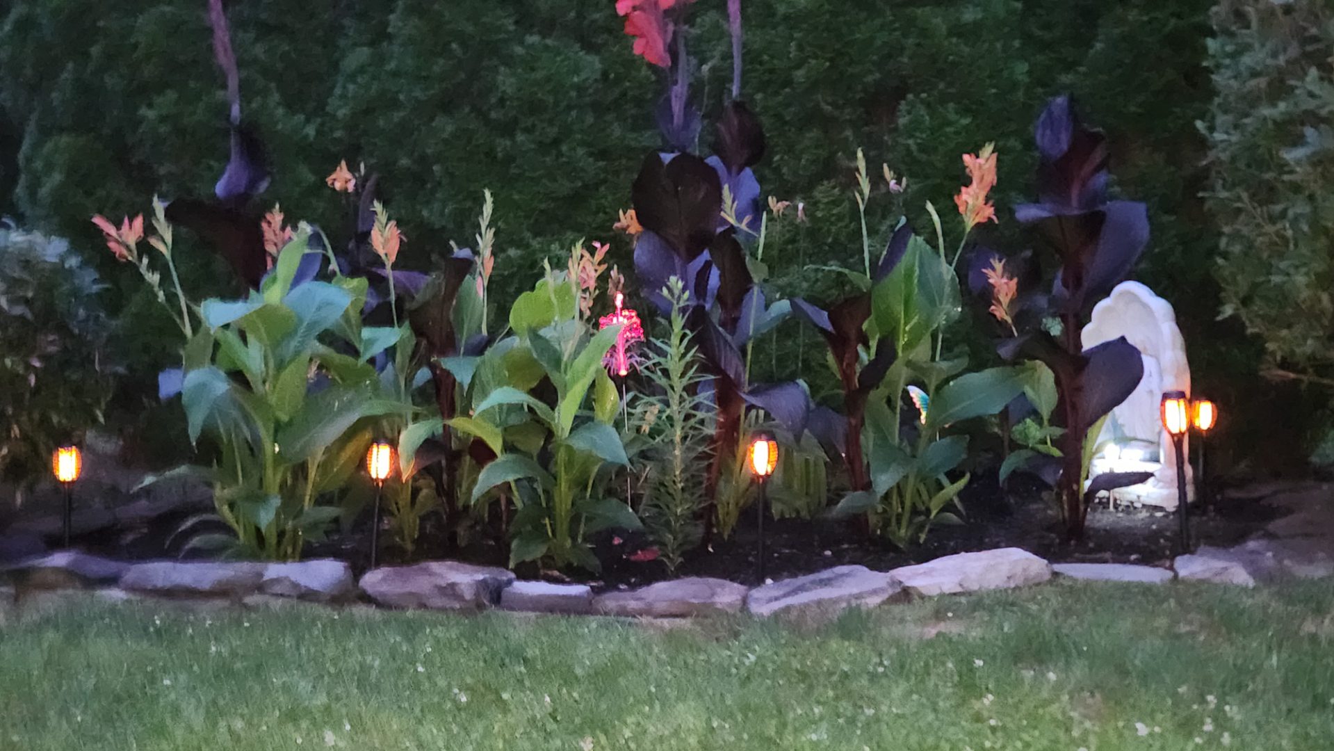 Canna Lily Garden at night