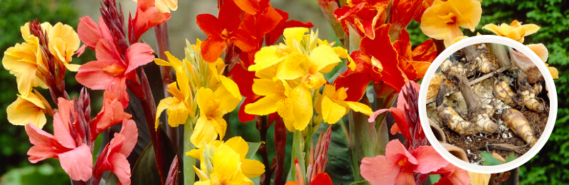 canna lily blooms and bulbs