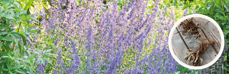 Catmint Roots