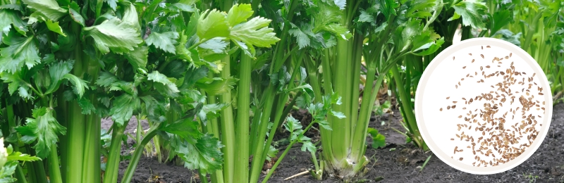 celery plants in the ground with seeds