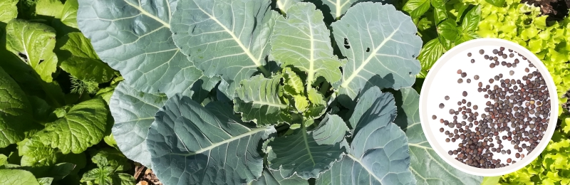 collard plants with seeds