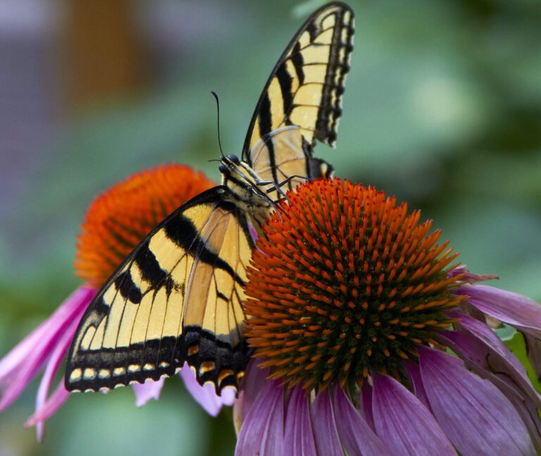 butterfly on a coneflower