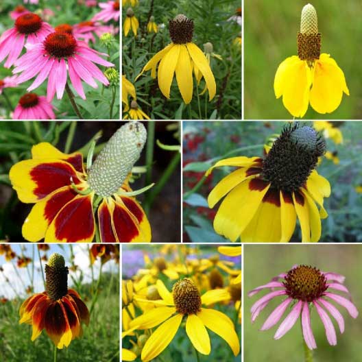 Echinacea seed varieties