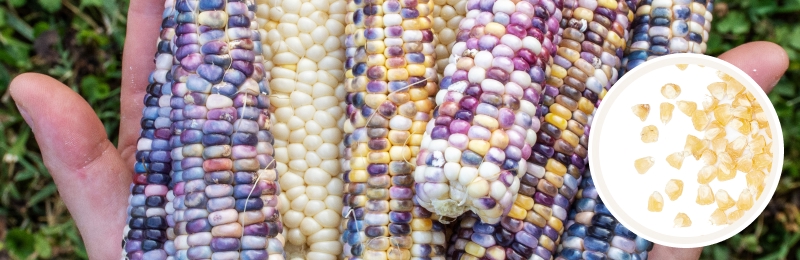 ears of corn in hands with seeds