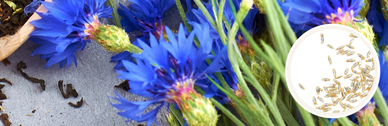 close up of vibrant blue frilly cornflower petals with bright green stems lying on a grey surface with a circle of seeds