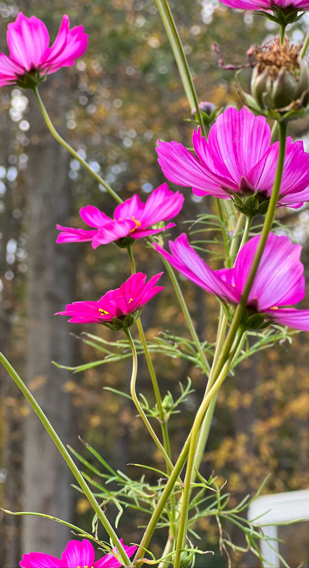 Beautiful Pink Cosmos