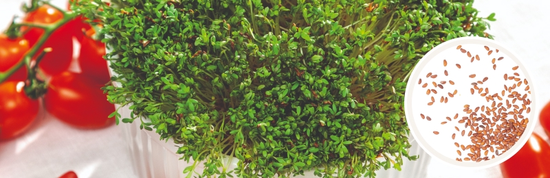 cress plant on table with tomatoes and seeds