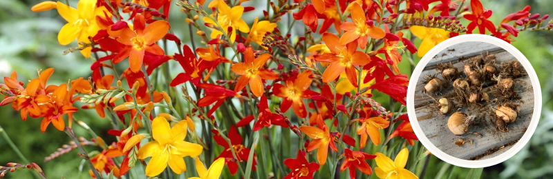 crocosmia blooms with bulbs