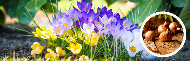 crocus blooms with corms