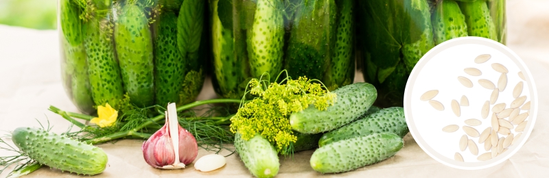 cucumbers with dill and garlic on table with seeds