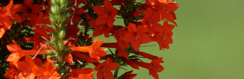 Standing Cypress Seeds