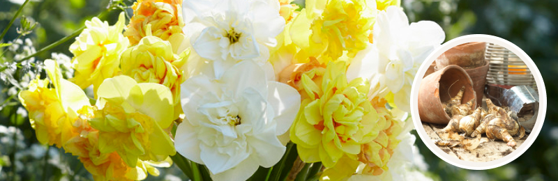 daffodil blooms with bulbs