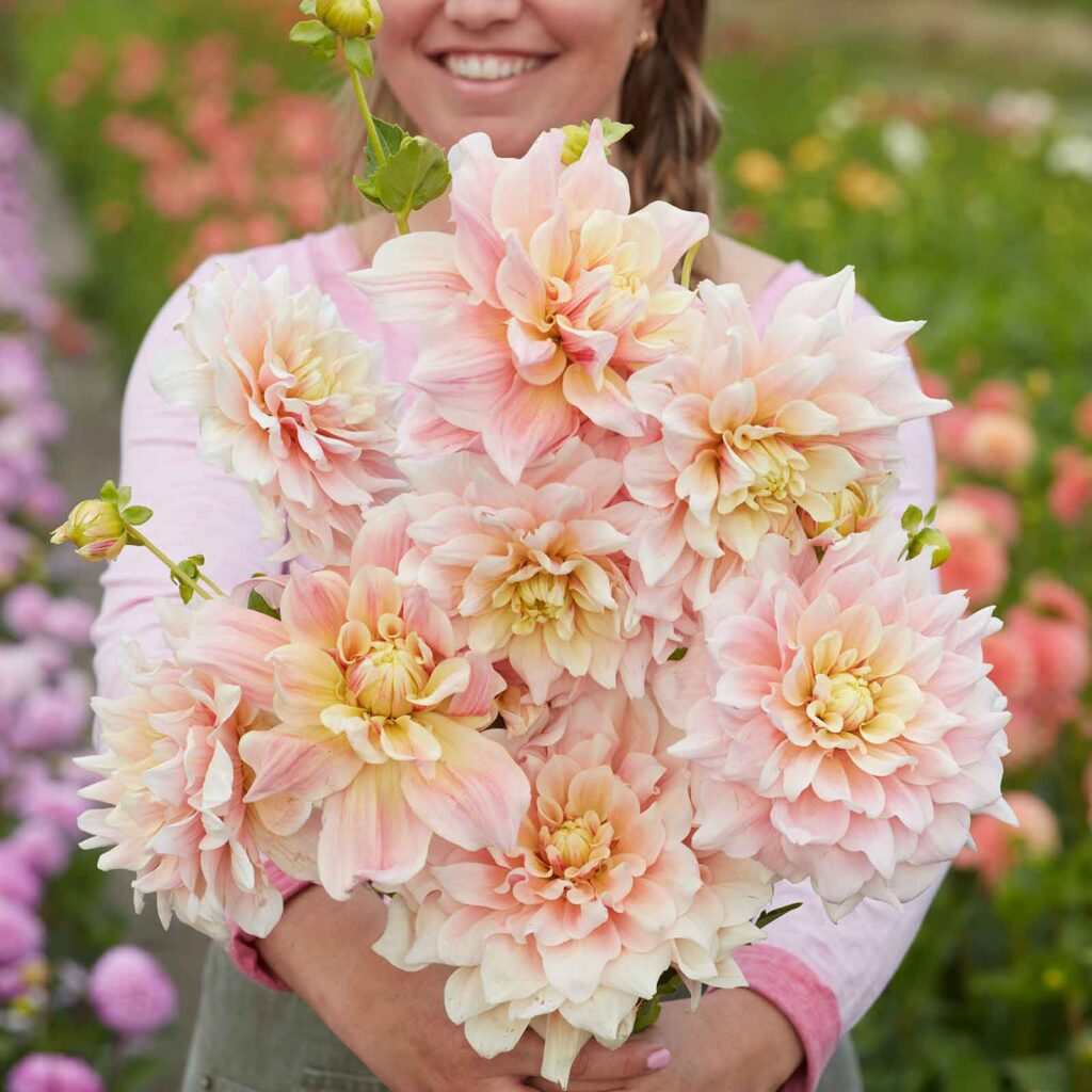 light pink dahlia break out blooms