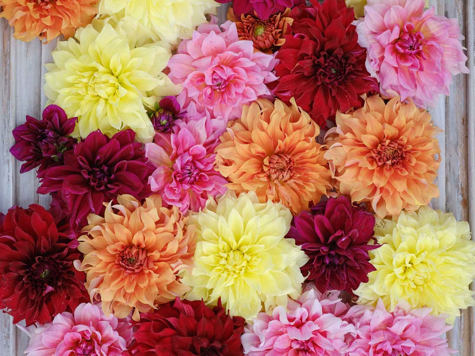 Serving Up Dinnerplate Dahlias