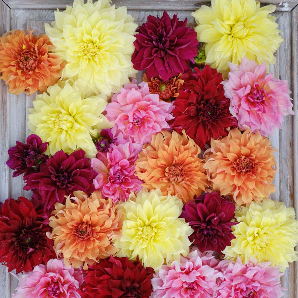 yellow, orange, pink shades of dinnerplate dahlias