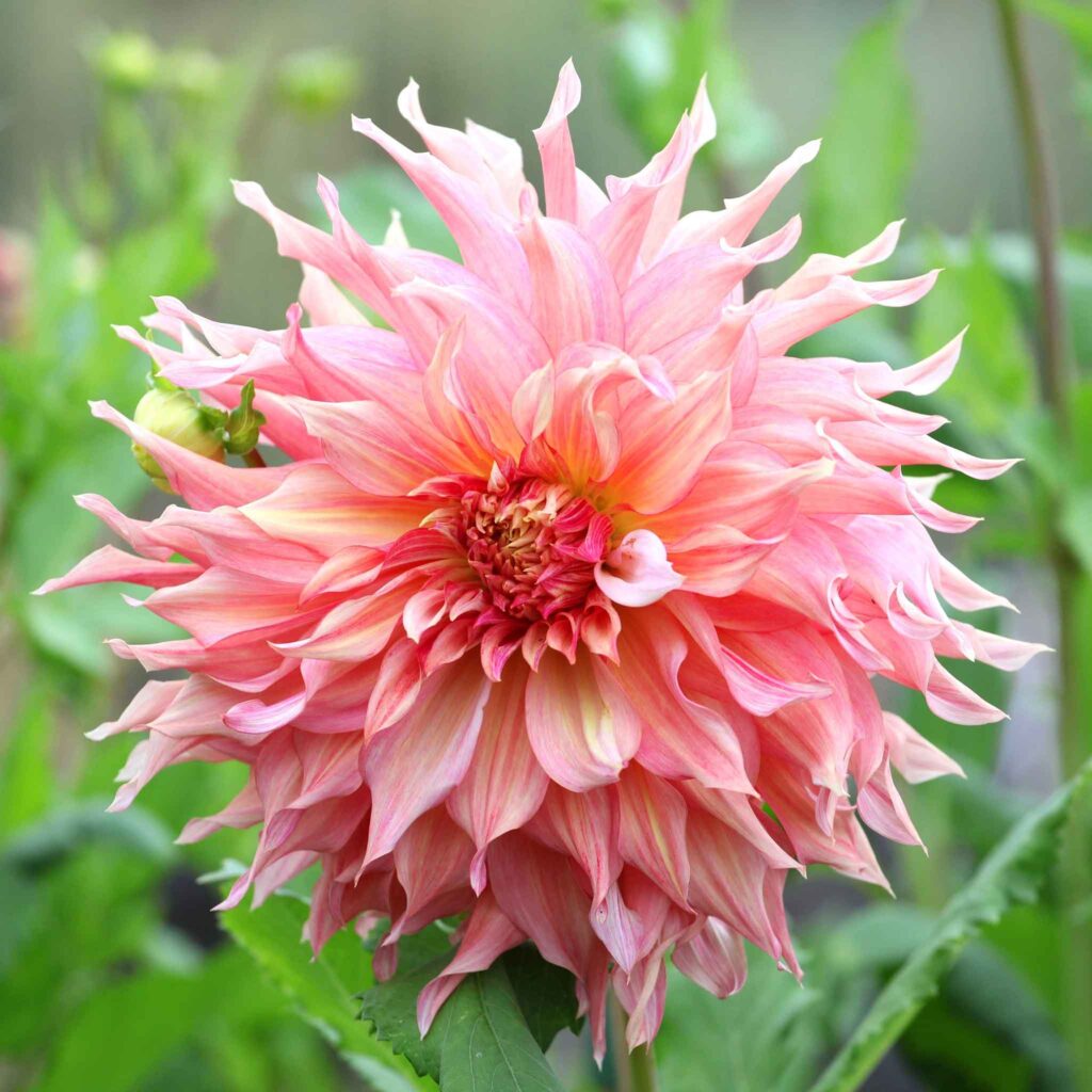 pink penhill watermelon dahlia flower