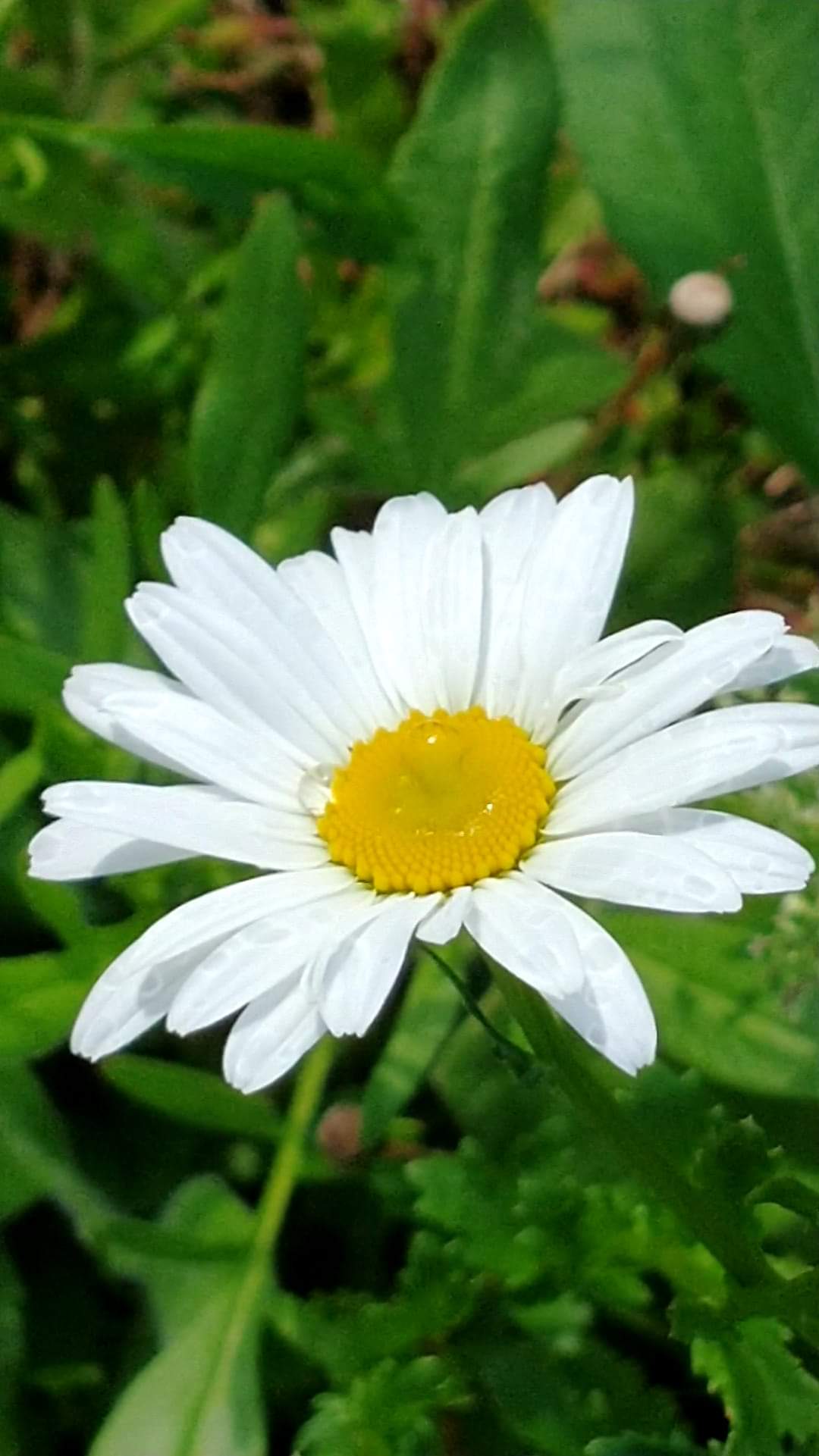 Charming Shasta Daisy