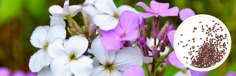 purple and white dames rocket flowers with dew drops on them with seeds