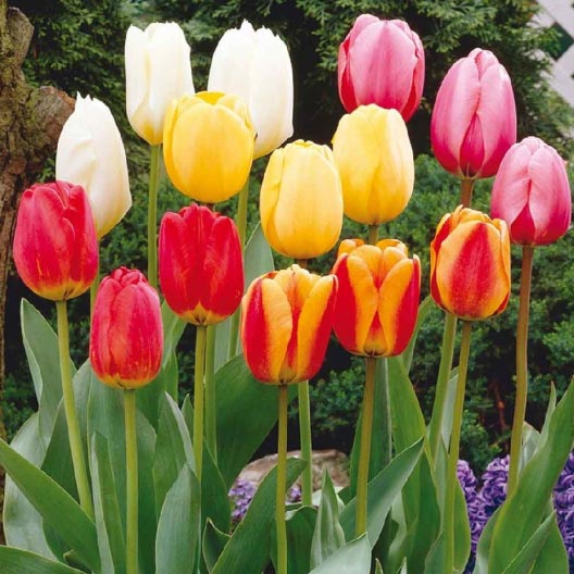 tulip darwin mix