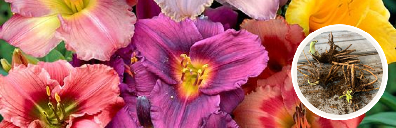 daylily blooms with bulbs