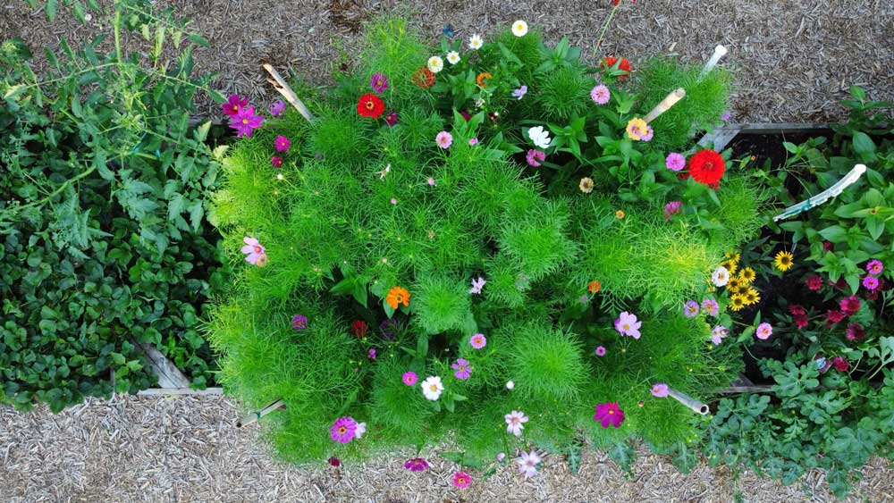 Zinnias and Cosmos