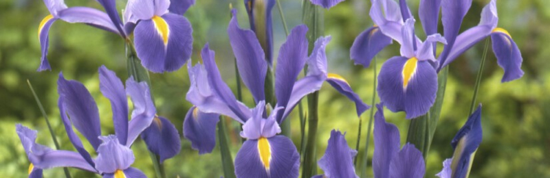 How to Plant Dutch Iris Bulbs - Eden Brothers Planting Guides