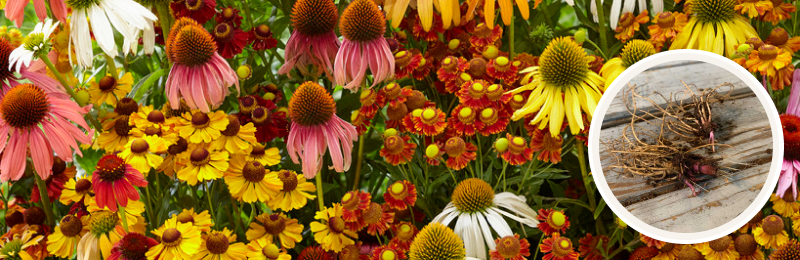 echinacea blooms with bulbs